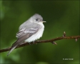 Wood-Pewee;Eastern-Wood-Pewee;Contopus-sordidulus;one-animal;close-up;color-imag